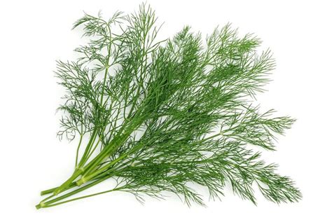 Dild er sundt - Fakta om caroten, C-Vitamin og antioxidanter