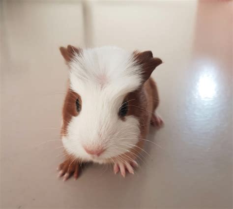 3 Baby cavia's 6 weken oud te koop - Hallo IJburg