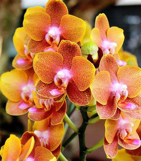 Orange Orchids / New York Botanical Garden....these are little but ...