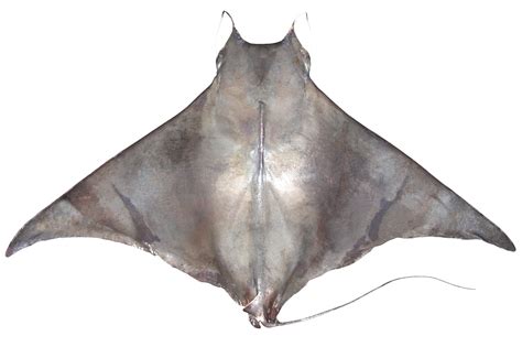 mobula mobular fishider