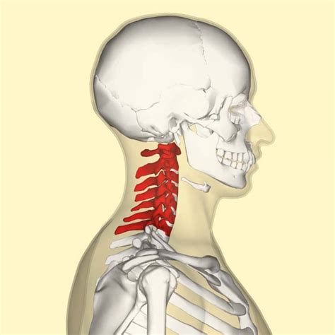cervical spine features joints ligaments teachmeanatomy
