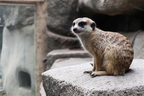 Avilon Zoo