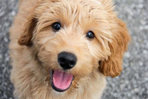 What Is A Cross Between A Golden Retriever And Poodle