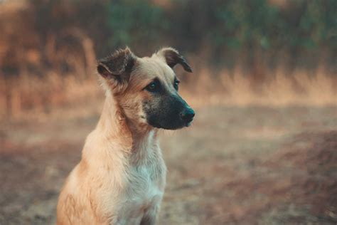 12 Simple Ways To Discipline Rat Terriers Explained - Pet Norms