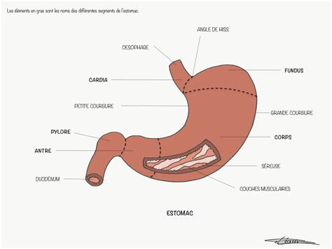 27. Estomac - Fiches IDE