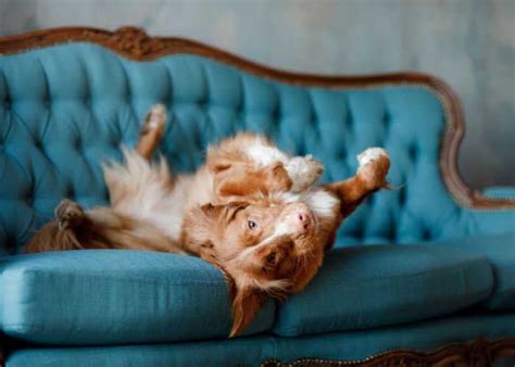 how to stop dogs jumping on the sofa