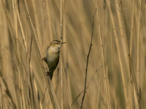 Sedge Warbler Perched in Reed HabitatFree Stock Photo