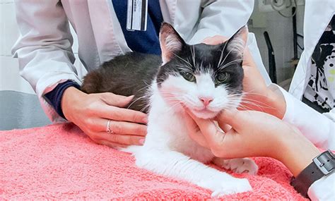 Carboplatin Beads to Treat Feline Cancer - Veterinary Medicine at Illinois