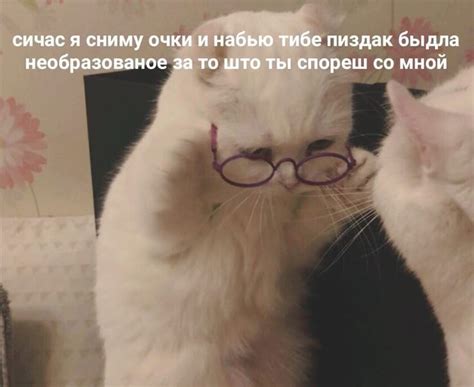 не спорь с котом! | Cute memes, Work memes, Cat and dog memes