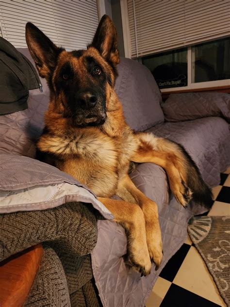 German Shepherd Community | As most of you know we had to say goodbye