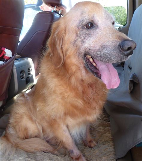 Golden Retriever Losing Coat at Amy Beasley blog
