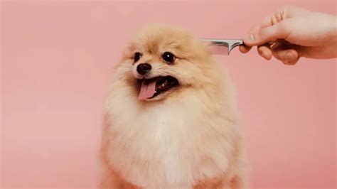 6 Pomeranian Grooming Tips for Owners - World Dog Finder