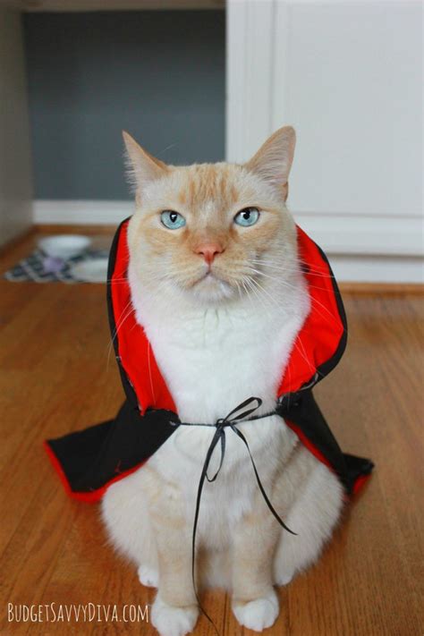 Printable Warrior Cat Halloween Costumes