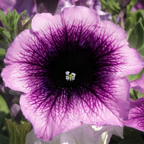 Петуния многоцветковая Потуния Плюс Пурпл(Petunia Potunia Plus Purple ...