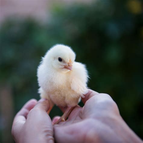 What to Know Before Getting a Chick - Feeders Pet Supply