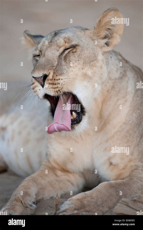 Lion in Kenya Africa Stock Photo - Alamy