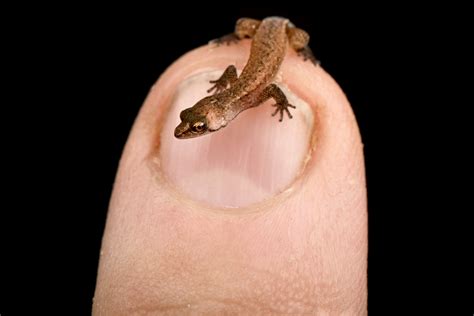 9 of the Smallest Animals in the World and Where They Live | Discover ...