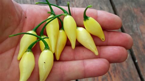 Острый перец Biquinho White
