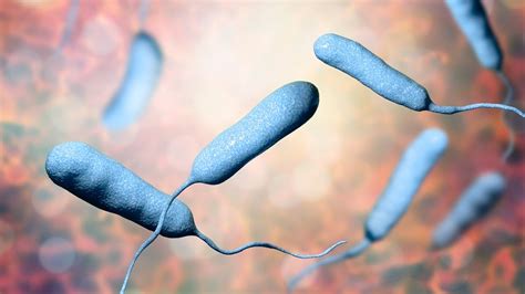 Florida suffers Vibrio vulnificus outbreak in wake of Hurricane Ian
