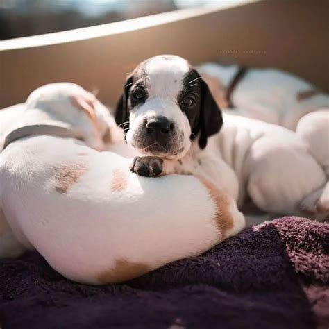 15 Photos Of Pointer Puppies That Make Everyone Fall In Love