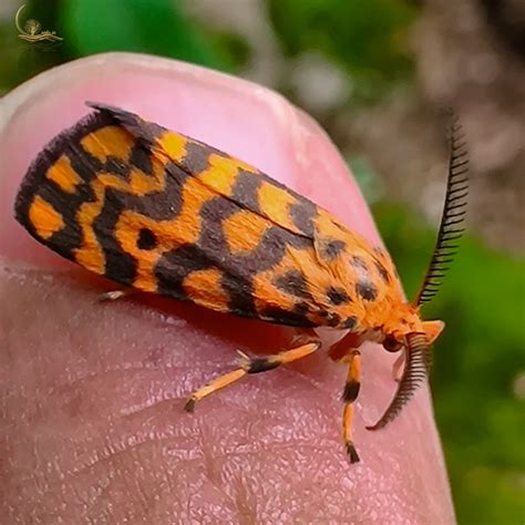 Fear of Caterpillars – Raks.in