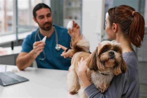 Best Dog Insurance in Florida: Top Plans for Ultimate Pet Care