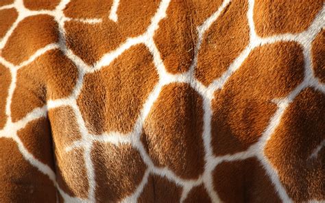 Giraffe wallpaper | 2880x1800 | #40633