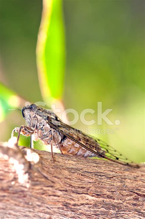 Cicada Bug Stock Photo | Royalty-Free | FreeImages