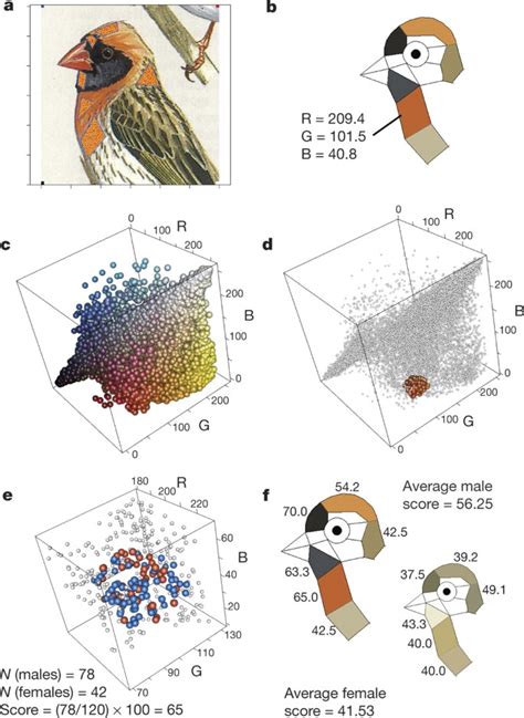 effects  life history  sexual selection  male  female