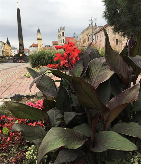 Kana indická - Moje Rastliny