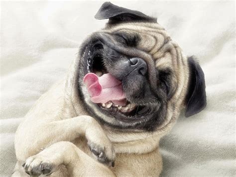 Rules of the Jungle: LOL! Pictures of funny dogs!