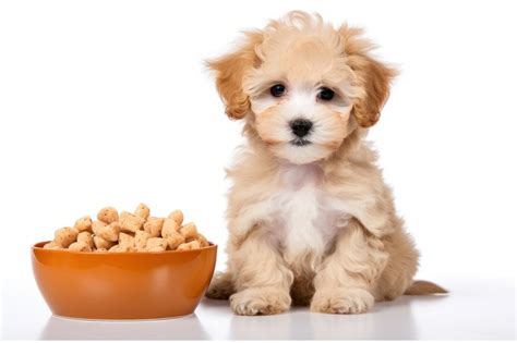 Maltipoo Images | Free Photos, PNG Stickers, Wallpapers & Backgrounds ...