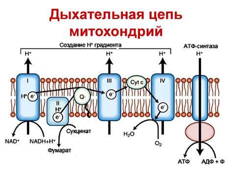 Биологическое окисление - презентация онлайн