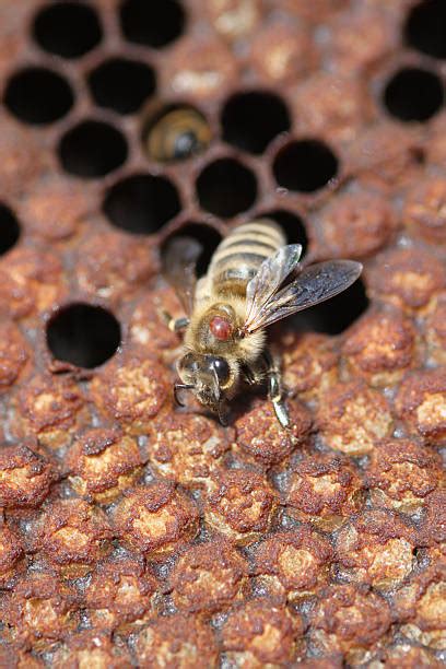 varroa mite stock  pictures royalty  images istock