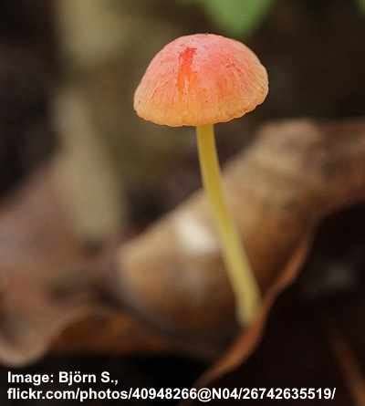 14 Types of Orange Mushrooms (with Pictures) : Identification Guide
