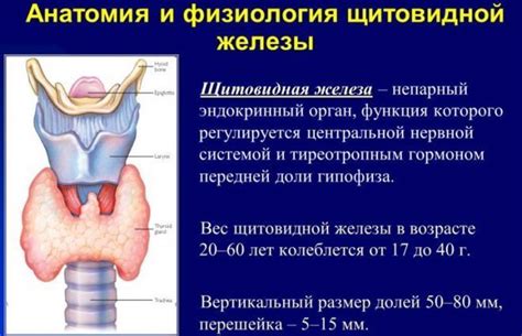 Гормоны щитовидной железы - симптомы и признаки заболевания, какие ...
