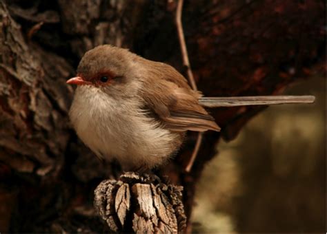 Superb Fairywren - Birds SA