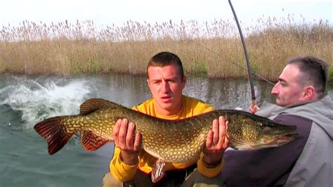 Jezero Joca - Pecanje štuke | Varaličarenje | Fishing big pike | - YouTube