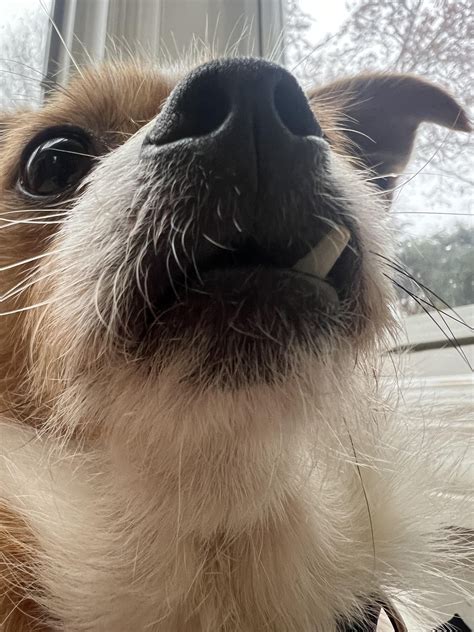 Snaggle tooth : r/Chihuahua