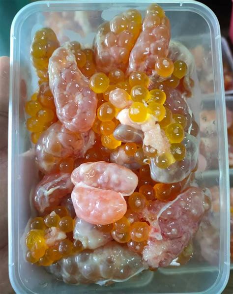 resepi asam pedas telur mayung  ikan mayung arus perdana
