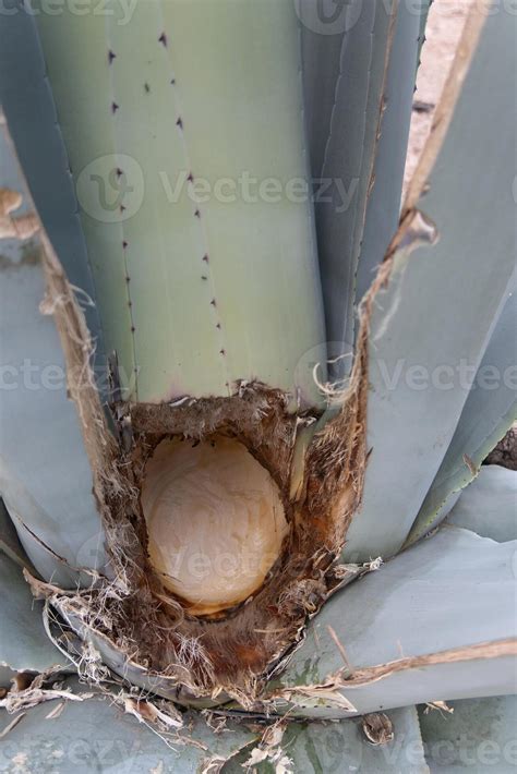 Agave Americana maguey pulquero plant to obtain pulque in Mexico