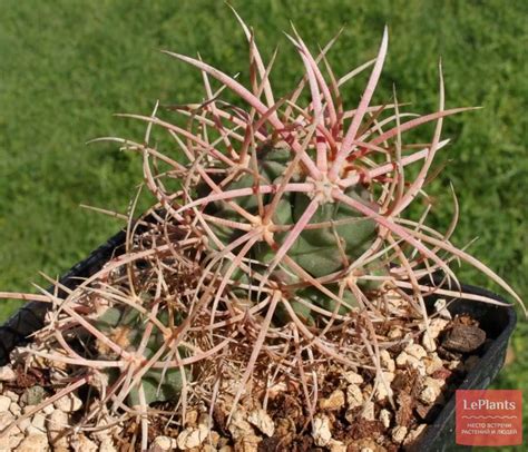 Эхинокактус многоголовый (Echinocactus polycephalus) — описание ...