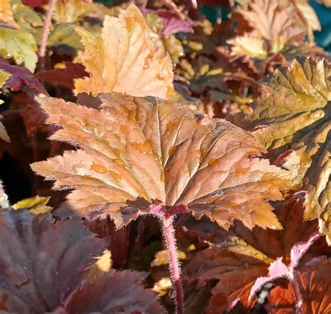 Heuchera 'Copper Dinosaur'