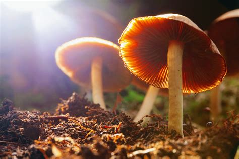 Scientists learn why psilocybin mushrooms make you hallucinate - Earth.com