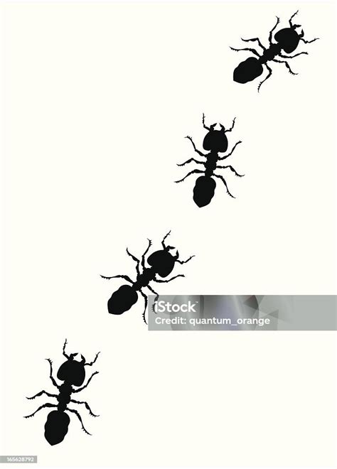 semut ilustrasi stok  gambar  semut elemen desain