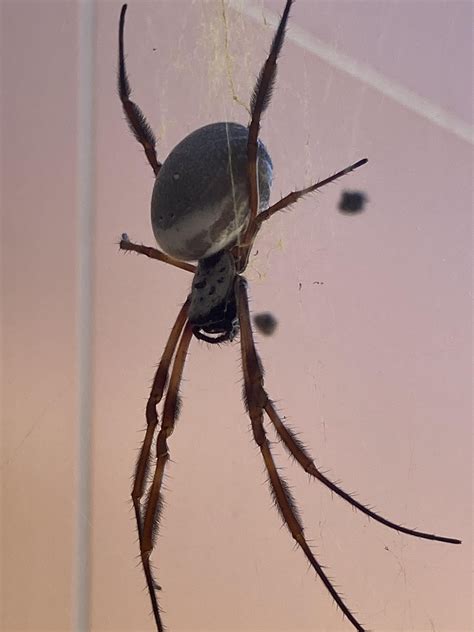 Massive Orb Weaver(?) seen today (NSW Aus) : r/spiders