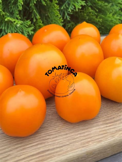 Юбилейный Тарасенко желтый – Tomatinсa.ru