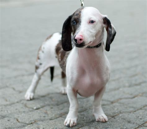 🔥 [40+] Dachshund Halloween Wallpapers for Desktop | WallpaperSafari