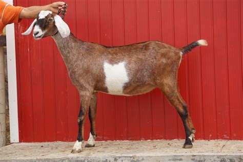 Cabras Lecheras Nubian en Venezuela | Granja Mirabella