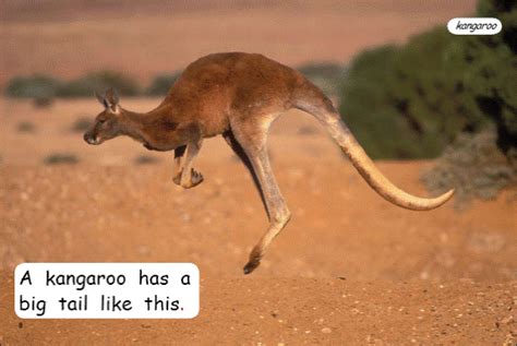 Whose Tail is This?